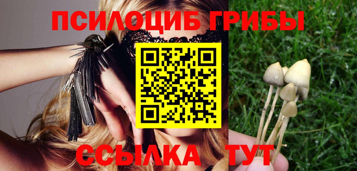 Псилоцибиновые грибы Cubensis Электрогорск